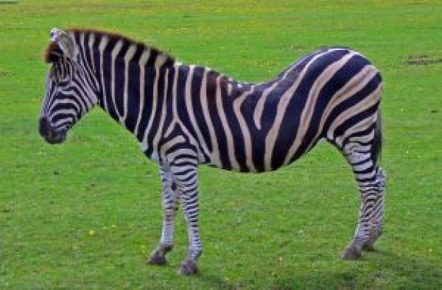 Zebra great Nyanga National Park posture about Khumba Hwange National Park